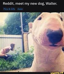 Reddit Meet My New Dog Walter Ifunny Animal Memes Funny Pictures Dog Memes