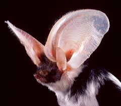 Search, discover and share your favorite bumblebee bat gifs. Bumblebee Bat Creatures Pinterest Bumblebee Bat Bat Conservation International Animals