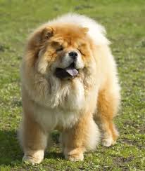We did not find results for: 10 Cool Facts About Chow Chows Mom Com