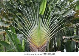 Image result for Musaceae