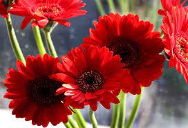 With almost 70 different species, you're left with unlimited options when the flower beads usually measure around two to six inches in width. 40 Types Of Red Flowers With Pictures Flower Glossary