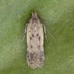 Image result for Bryotropha senectella