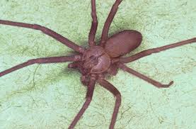 These spiders can be found worldwide with five species established in the united states and are most recognized for the red hourglass. How To Kill Wolf Spiders Naturally Arxiusarquitectura