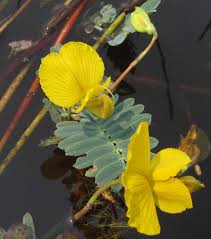 Image result for Adenostemma afrum