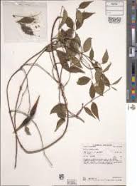 Image result for Secamone