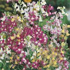 Best planted in groupings, but allow space between plants, since new stems travel underground from the main root. Rhs Linaria Fairy Bouquet Seeds From Mr Fothergills Seeds