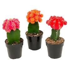 2 5 In Assorted Grafted Cactus 3 Pack Cactus House Plants Grafted Cactus Cactus Types