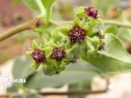 Image result for Raphionacme procumbens