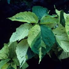 Image result for Acalypha manniana