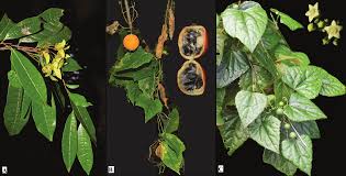 Image result for Oreosyce africana