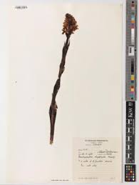 Image result for Brachycorythis buchananii