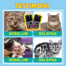 Artikel ini akan membantu anda mengenali simptom dan merawat kucing anda yang sakit. Sporgad Ubat Kucing Ubat Kucing Sakit Ubat Selsema Flu Sneezing Bersin Hidung Berhingus Kucing Cat Dog