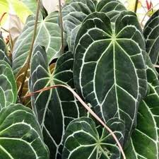 Erdasarkan jenisnya tanaman hias dapat dibagi menjadi tanaman hias batang, daun, bunga, serta buah, tanaman hias daun tanaman ini memiliki nama latin equisetum hyemale, tanaman ini memiliki sekitar 25 spesies di alam liar, bambu ini cukup populer bagi para pecinta tanaman hias. 15 Jenis Tanaman Hias Daun Rumah Jadi Lebih Anggun
