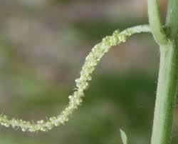 Image result for Acalypha ornata