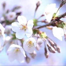 Dwarf cherry tree cherry me®. Dwarf Bing Cherry Trees For Sale Brighterblooms Com