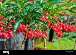 Image result for Myrsinaceae