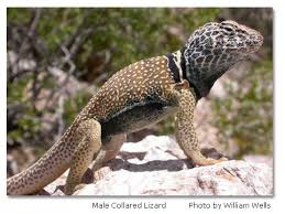 Lanky limbs with very long digits. Collared Lizards Desertusa