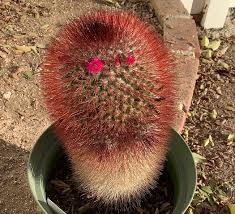 Image result for Euphorbia crebrifolia