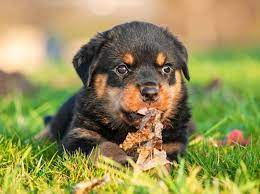 Looking for a good deal on rottweiler baby? Rottweiler Welpen Der Kampf Mit Dem Drachen