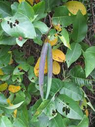 Image result for Farquharia