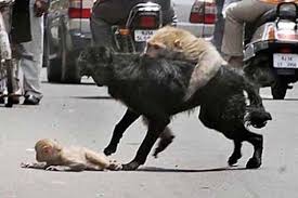 Super Moms Mothers Protecting And Saving Their Babies Animals Wild Animals Attack Animal Attack