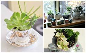 Check spelling or type a new query. 8 Adorable Teacup Planters Garden Lovers Club