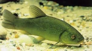 Quels Poissons Choisir Pour Un Bassin D Exterieur Blog Poisson Rouge Elevage De Poissons Aquarium Poisson
