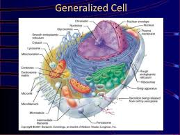 Like a prokaryotic cell, a eukaryotic cell has a plasma membrane, cytoplasm, and ribosomes. Eukaryotic Cell Membrane Shefalitayal