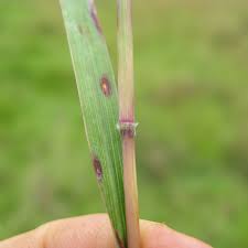 Image result for Bothriochloa bladhii