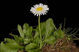 Image result for Bellis