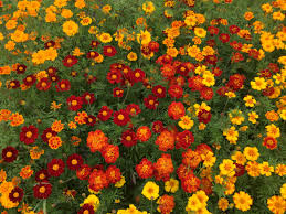 Image result for tagetes)