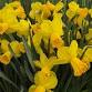 Garden Event: Green Natives of Old Granville  —.... event in Granville, OH