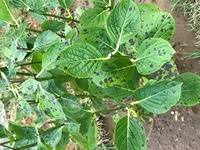 紫陽花の葉と茎です この様な黒い斑点 ができています 花は咲きました Yahoo 知恵袋