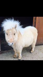 What This Little Miniature Horse Looks Like A Fluffy Pig Lol Miniaturpferde Tiere Niedliche Tiere