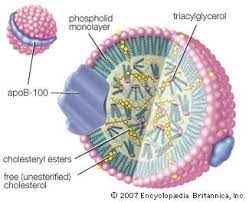 Lipoprotein | Definition, Structure, & Types | Britannica