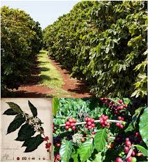 Coffee is grown throughout the country, and most plants are the robusta variety. 2 2 A Bitter Brew Coffee Production Deforestation Soil Erosion And Water Contamination Environmental Sciencebites