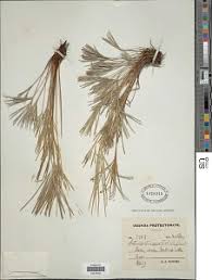 Image result for Actiniopteris semiflabellata