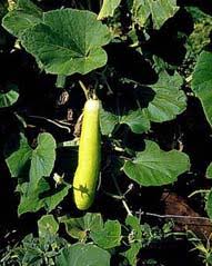 Image result for Eureiandra eburnea