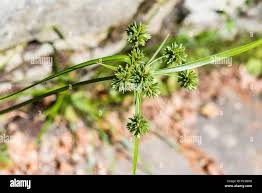 Image result for Cyperus cuspidatus