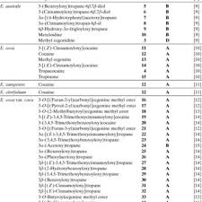 Image result for Nectaropetalum carvalhoi