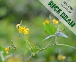 Image result for Vigna umbellata