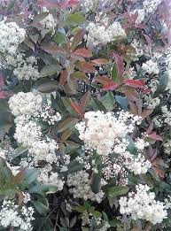 It has smaller leaves than the red robin but is a much more compact variety than the little red robin, which if left uncut tends to get a bit loose in nature. Photinia Fraseri Robusta Compacta
