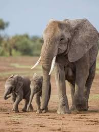 Kenya Kajiado County Amboseli National Park A Female African Elephant With Two Small Babies Photographic Print Nigel Pavitt Art Com Baby Animals Cute Baby Elephant African Elephant