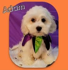 Available Cockerchon puppies, ready to go home now. Photos of available  puppies and pricing listed