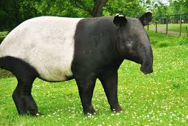 Malaysian Tapirs Will Finally Get Their Own Conservation Centre In ...