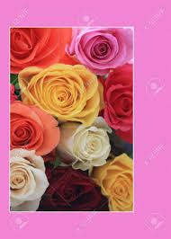 Check spelling or type a new query. A Bouquet Of Mixed Roses In Yellow Pink White And Orange Stock Photo Picture And Royalty Free Image Image 19224851