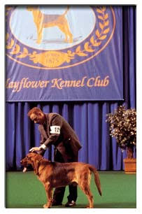 Best In Show : Production Notes