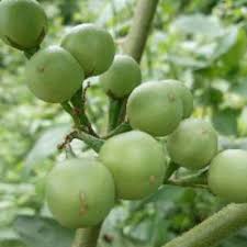 Check spelling or type a new query. 1 2 Kg Terong Pokak Takokak Shopee Indonesia