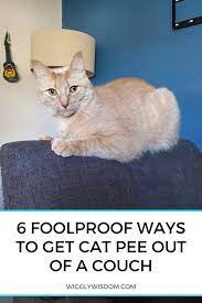 If your cat urine problems are a little more widespread and you do need to do the whole carpet this cleaner can be used on carpets, dirty laundry, fabric, tile, sealed wood floors, upholstery, and furniture. 6 Foolproof Ways To Get Cat Pee Out Of A Couch Wigglywisdom Com