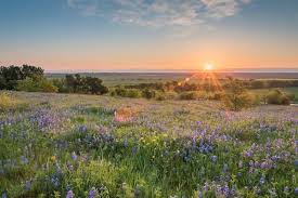 Bluebonnet Sunrise Landscape Picturesque Sunrise